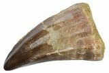 Fossil Mosasaur (Mosasaurus) Tooth - Morocco #353200-1
